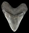 Serrated, Megalodon Tooth - Georgia #60912-2
